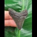 4.3 cm dark tooth of the Megalodon