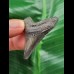 4,3 cm dunkler Zahn des Megalodon