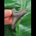 4.3 cm dark tooth of the Megalodon