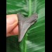 4.3 cm dark tooth of the Megalodon