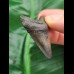 4.3 cm dark tooth of the Megalodon