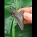 4.3 cm dark tooth of the Megalodon