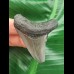 5,6 cm grauer Zahn des Megalodon