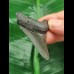 5,6 cm grauer Zahn des Megalodon