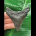 7,0 cm dunkler Zahn des Megalodon