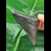 7,0 cm dunkler Zahn des Megalodon