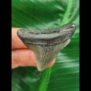 4,7 cm dunkler Zahn des Megalodon