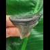 4,7 cm dunkler Zahn des Megalodon