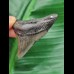 4,7 cm dunkler Zahn des Megalodon