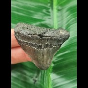 4,6 cm massiver posteriorer Zahn des Megalodon