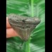 4,6 cm massiver posteriorer Zahn des Megalodon