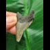 4,5 cm grauer Zahn des Megalodon