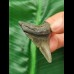 4,5 cm grauer Zahn des Megalodon