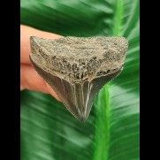 4,5 cm blauer posteriorer Zahn des Megalodon