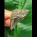 4,5 cm blauer posteriorer Zahn des Megalodon