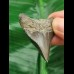 4,5 cm blauer posteriorer Zahn des Megalodon