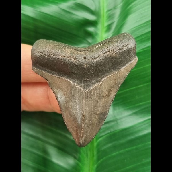 5,4 cm grau-brauner Zahn des Megalodon