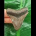 5.4 cm grey-brown tooth of the Megalodon