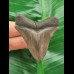 5.4 cm grey-brown tooth of the Megalodon