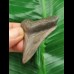 5,4 cm grau-brauner Zahn des Megalodon