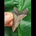 5.4 cm grey-brown tooth of the Megalodon