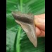 5,4 cm grau-brauner Zahn des Megalodon