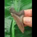 5.4 cm grey-brown tooth of the Megalodon