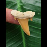 3.3 cm beautifully preserved tooth from Serratolamna aschersoni