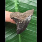 4,3 cm schwarzer Zahn des Hemipristis serra