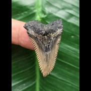 3,8 cm scharfer Unterkieferzahn des Hemipristis serra