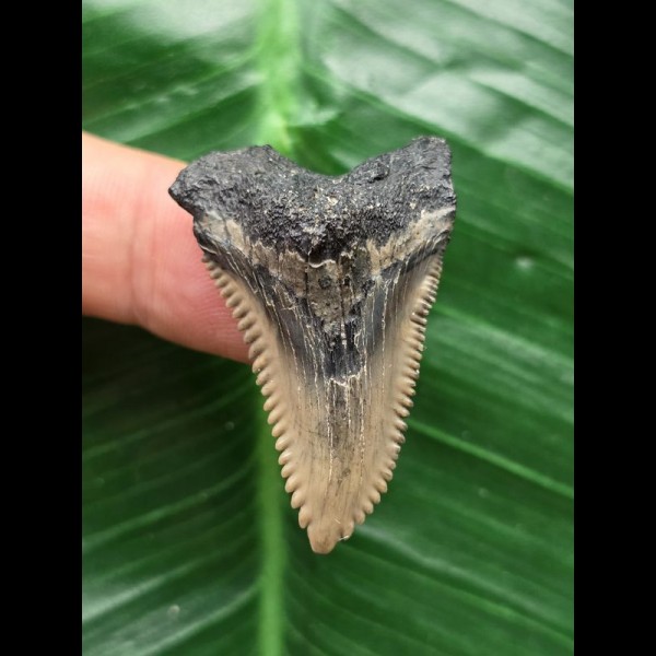 3,8 cm scharfer Unterkieferzahn des Hemipristis serra