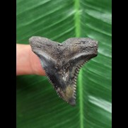 4.1 cm dark tooth from a Hemipristis serra