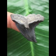 3,7 cm dunkler Zahn des Hemipristis serra