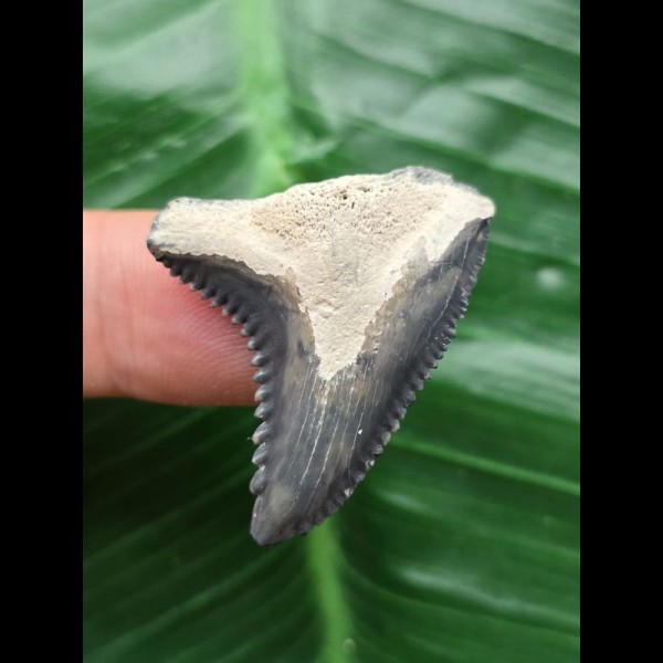 3,3 cm blauer Zahn des Hemipristis serra 3,3 cm blauer Zahn des Hemipristis serra