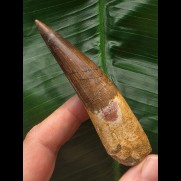 8,4 cm schön erhaltener Zahn des Spinosaurus