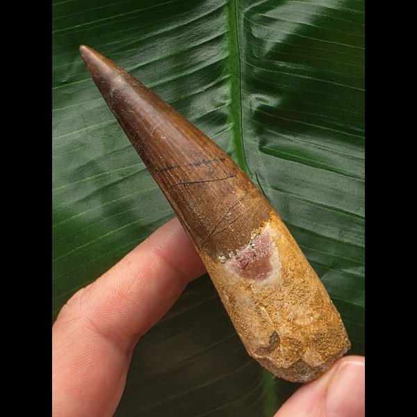 8,4 cm schön erhaltener Zahn des Spinosaurus 8,4 cm schön erhaltener Zahn des Spinosaurus