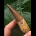 8,4 cm schön erhaltener Zahn des Spinosaurus 8,4 cm schön erhaltener Zahn des Spinosaurus