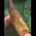 8,4 cm schön erhaltener Zahn des Spinosaurus 8,4 cm schön erhaltener Zahn des Spinosaurus