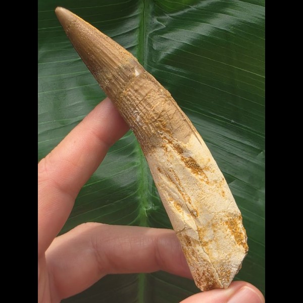 10,6 cm gebogener heller Zahn des Spinosaurus