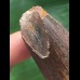 8,9 cm massiver dunkler Zahn des Spinosaurus