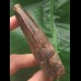 8,9 cm massiver dunkler Zahn des Spinosaurus