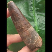 8,9 cm massiver dunkler Zahn des Spinosaurus