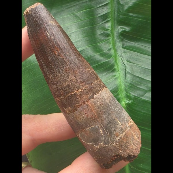 8,9 cm massiver dunkler Zahn des Spinosaurus