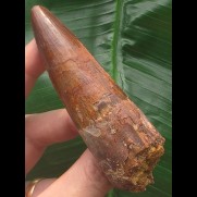 9,4 cm rotbrauner Zahn des Spinosaurus
