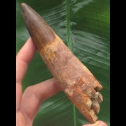 12,8 cm großer Zahn des Spinosaurus mit schön erhaltener Zahnwurzel