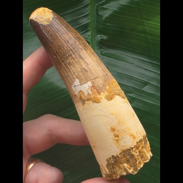 11,3 cm massiver Zahn des Spinosaurus