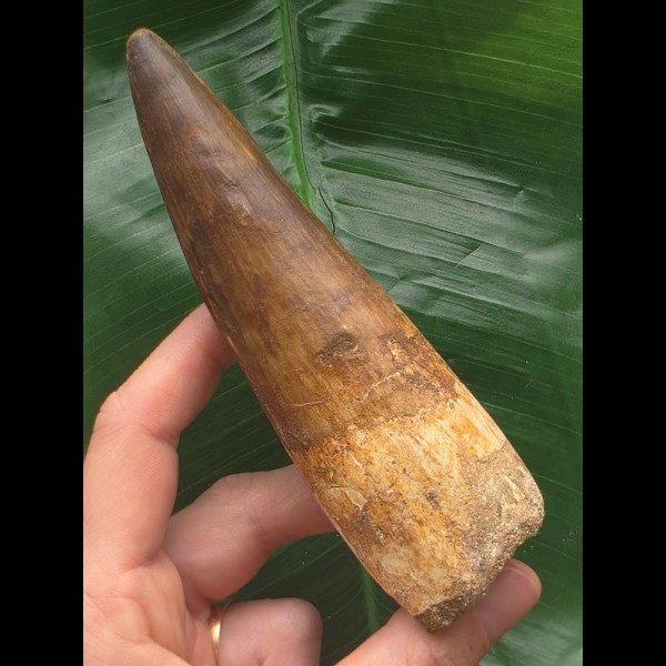 13,0 cm breiter brauner Zahn des Spinosaurus