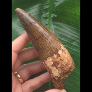 11,5 cm rotbrauner dunkler Zahn des Spinosaurus