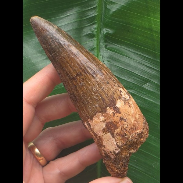 11,5 cm rotbrauner dunkler Zahn des Spinosaurus