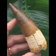 11,3 cm schön erhaltener Zahn des Spinosaurus